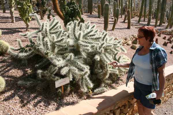 2008 03 14 benidorm benidorm 2008 denise sykes plants 058 jpg