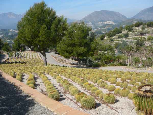 2008 03 14 benidorm benidorm 2008 plants 052 jpg