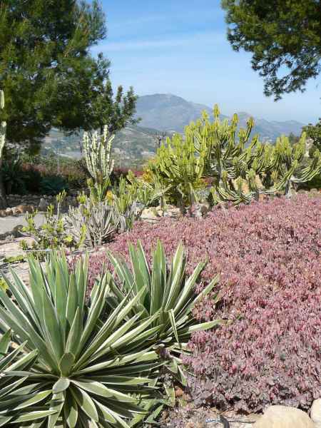 2008 03 14 benidorm benidorm 2008 plants 054 jpg