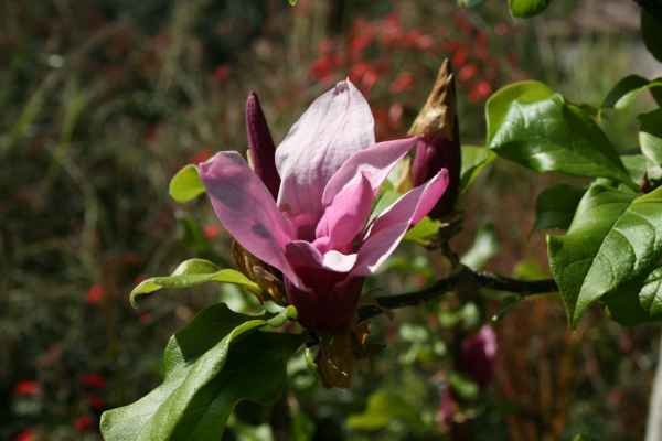 2008 03 14 benidorm benidorm 2008 plants 059 jpg