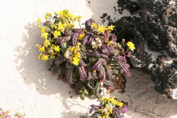 2009 03 14 flowers holidays lanzarote lanzarote 2009 026 jpg