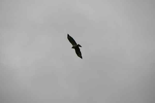 2011 09 08 rhine in flames trip birds motorhome rudesheim 058 jpg