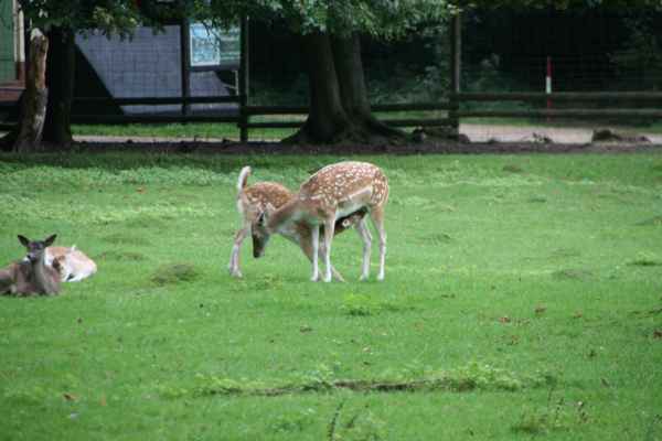 2011 09 08 rhine in flames trip deer motorhome rudesheim 064 jpg