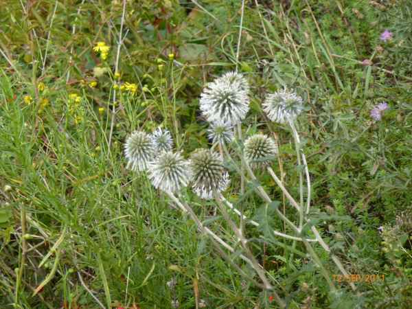 2011 09 12 rhine in flames trip cycling flowers motorhome 051 jpg