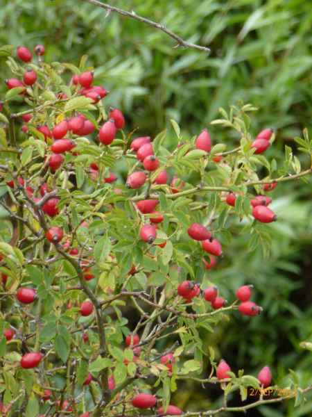 2011 09 12 rhine in flames trip cycling flowers motorhome 052 jpg