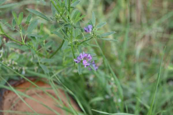 2011 09 12 rhine in flames trip cycling flowers motorhome 053 jpg