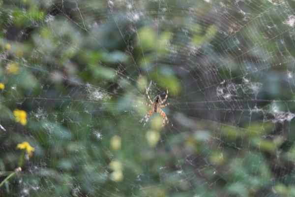 2011 09 12 rhine in flames trip cycling motorhome niederheimbach spider 094 jpg
