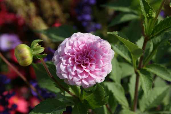 2011 09 16 rhine in flames trip flowershow koblenz motorhome 027 jpg