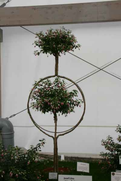 2011 09 16 rhine in flames trip flowershow koblenz motorhome 096 jpg