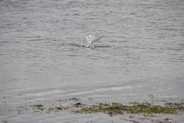 2012 08 04 iceland 2012 alftanes iceland 079 jpg 2