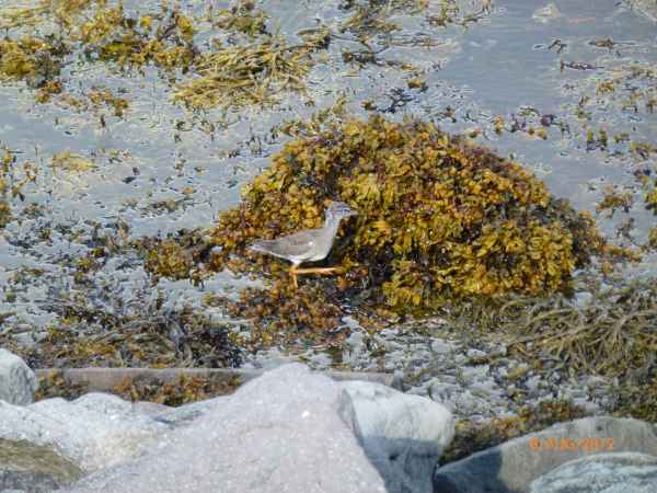 2012 08 09 iceland 2012 birds foche islanda giugno iceland 158 jpg