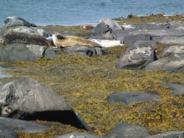2012 08 09 iceland 2012 foche islanda giugno iceland seals sealions 161 jpg
