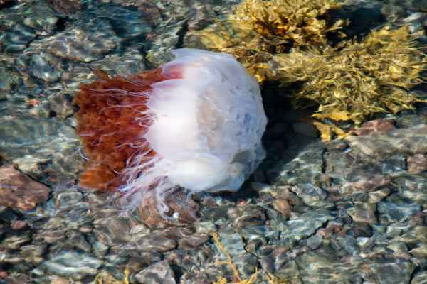 2012 08 09 iceland 2012 iceland jellyfish seydisfjordur 156 jpg