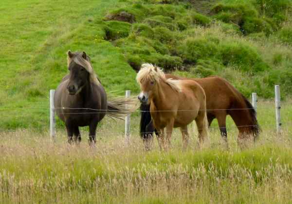 2012 08 12 iceland 2012 horses iceland skogafoss 193 jpg