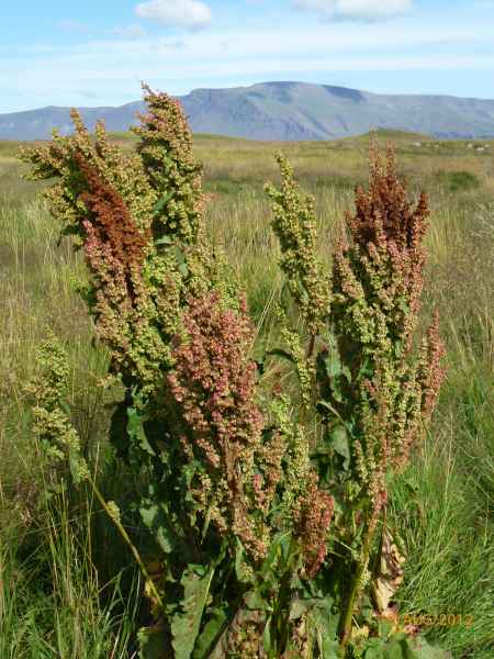2012 08 16 iceland 2012 iceland plants videy 212 jpg
