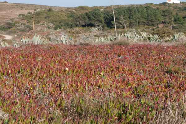 2012 02 27 portugal 2012 carrapateira flowers 128 jpg