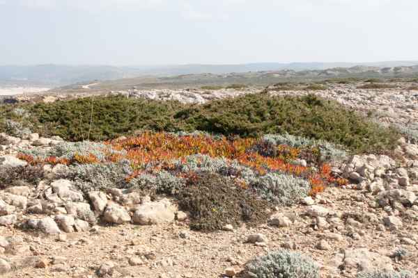 2012 02 28 portugal 2012 carrapateira flowers 141 jpg