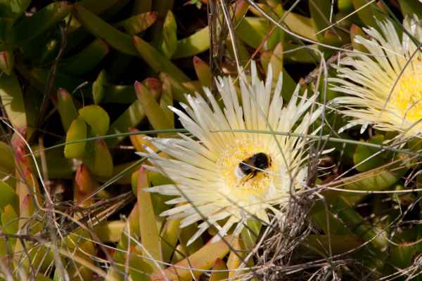 2012 02 28 portugal 2012 carrapateira flowers 142 jpg