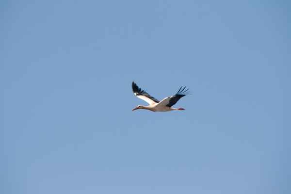 2012 02 28 portugal 2012 carrapateira stork 140 jpg