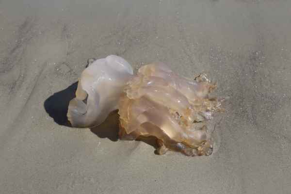 2013 06 21 carnac france2013 jellyfish 110 jpg