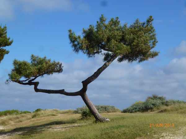 2013 06 21 carnac france2013 trees 111 jpg