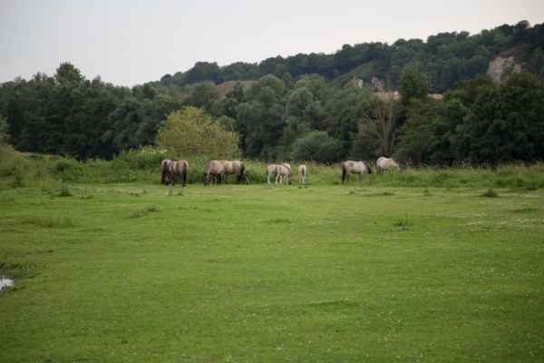 2013 06 27 france2013 horses oustmaarland 147 jpg