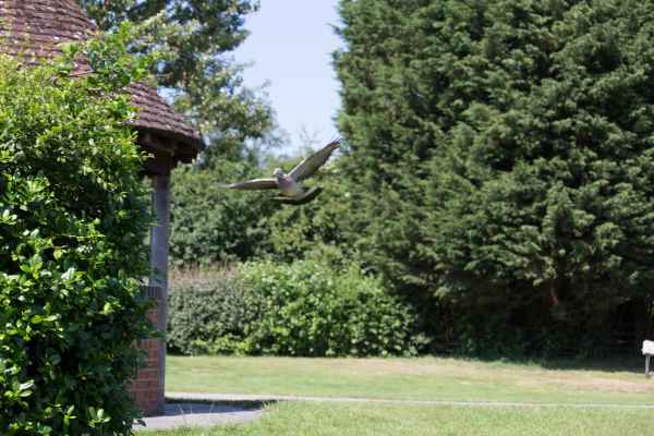 2013 07 09 france2013 pidgeon 217 jpg