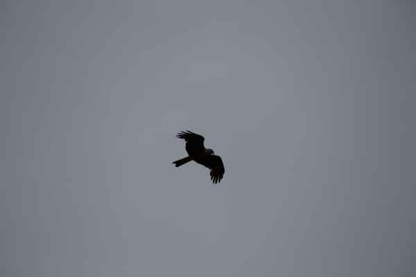 2014 07 13 birds france2014 motorhome stmartin de re 066 jpg