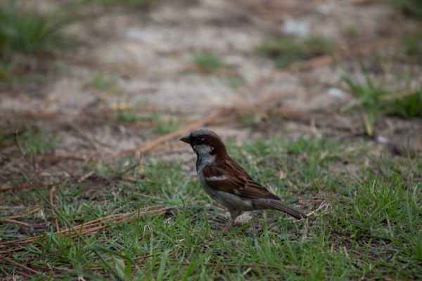 2014 07 24 birds dune de pilat france2014 motorhome 134 jpg
