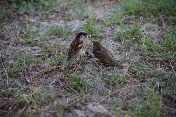 2014 07 24 birds dune de pilat france2014 motorhome 136 jpg