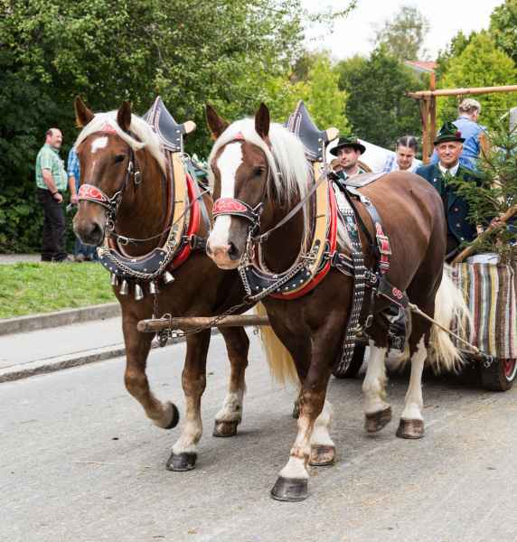 2015 09 13 burggen europe 2015 horses 206 jpg