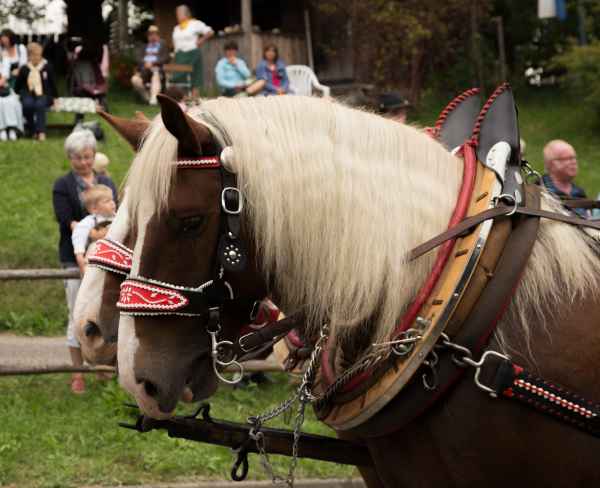 2015 09 13 burggen europe 2015 horses 208 jpg