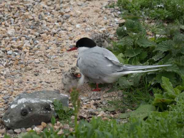 2016 06 11 arctictern bps farneislands 037 jpg
