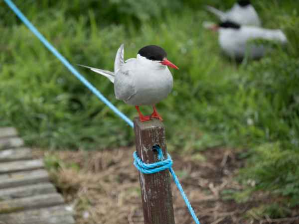 2016 06 11 arctictern bps farneislands 038 jpg
