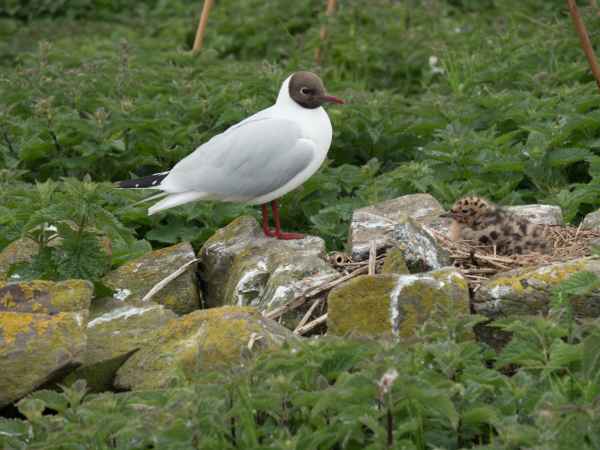 2016 06 11 arctictern bps farneislands 043 jpg