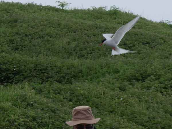 2016 06 11 arctictern bps farneislands 074 jpg