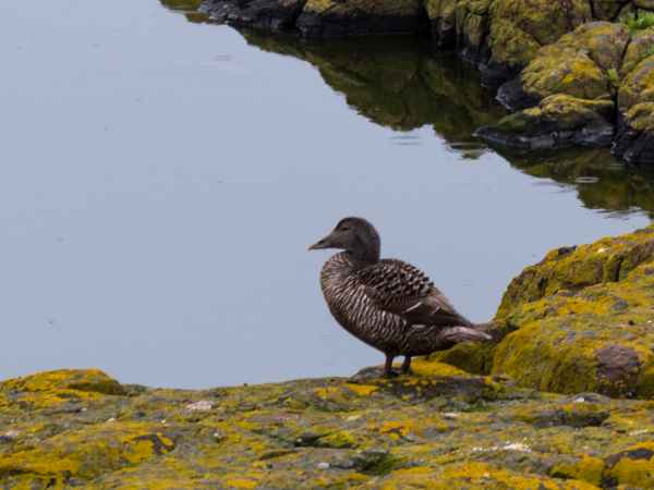 2016 06 11 bps ducks farneislands 048 jpg