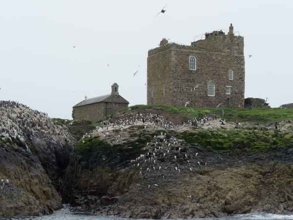 2016 06 11 bps farneislands 029 jpg