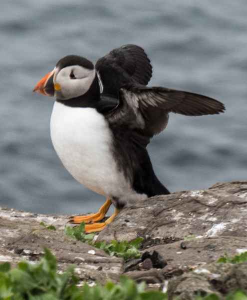 2016 06 11 bps farneislands 071 jpg