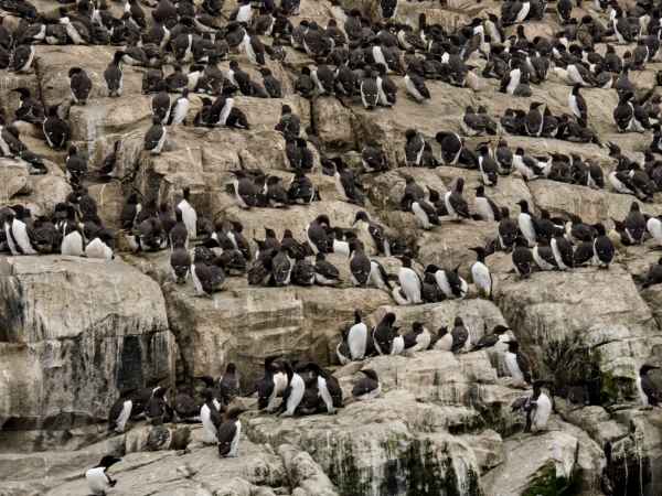 2016 06 11 bps farneislands guillemot 022 jpg