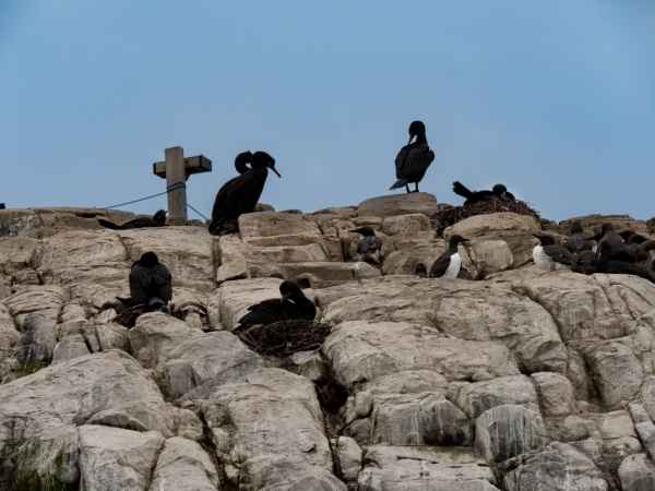2016 06 11 bps farneislands guillemot shag 023 jpg