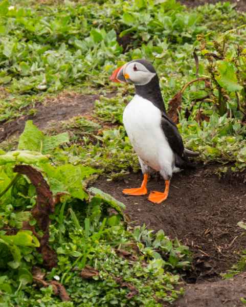 2016 06 11 bps farneislands puffin 045 jpg