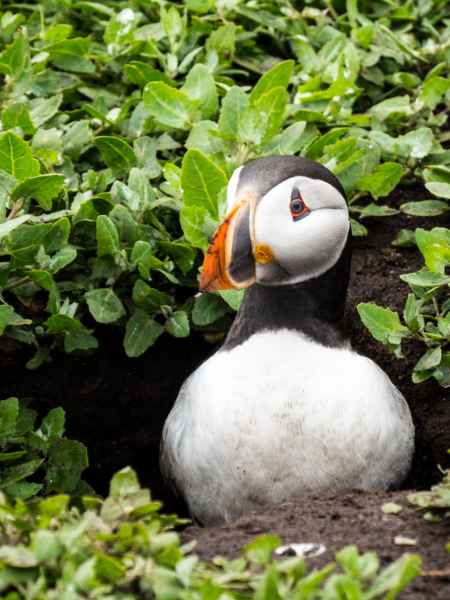 2016 06 11 bps farneislands puffin 053 jpg