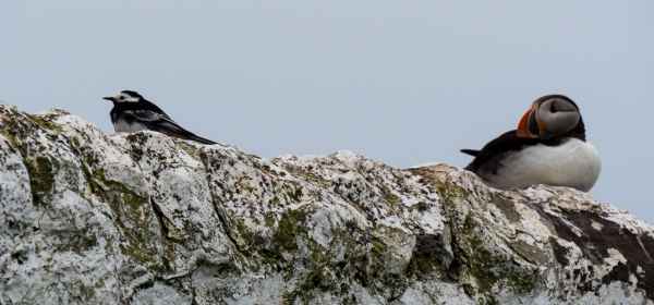 2016 06 11 bps farneislands puffin wagtail 054 jpg