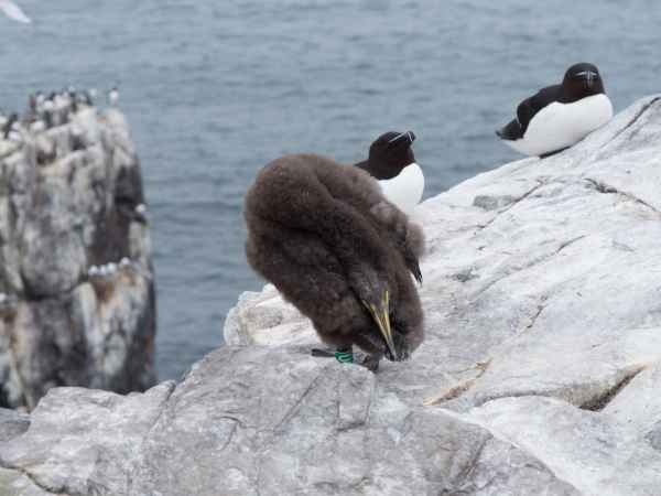 2016 06 11 bps farneislands shag 056 jpg