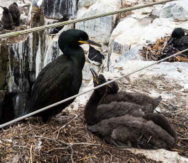 2016 06 11 bps farneislands shag 057 jpg