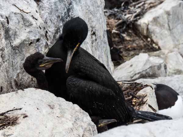 2016 06 11 bps farneislands shag 060 jpg