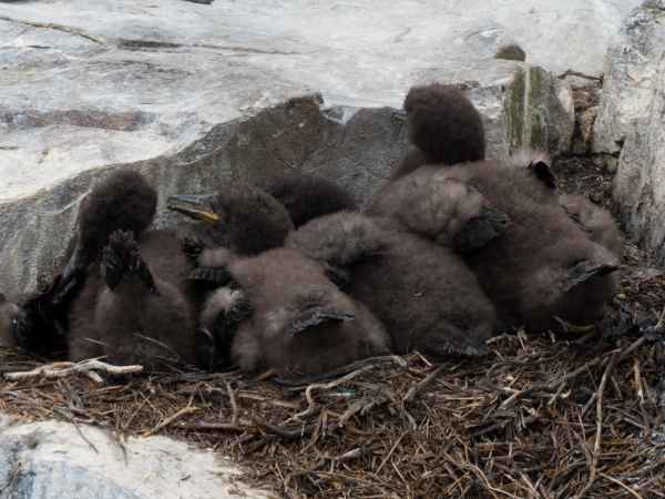 2016 06 11 bps farneislands shag 064 jpg
