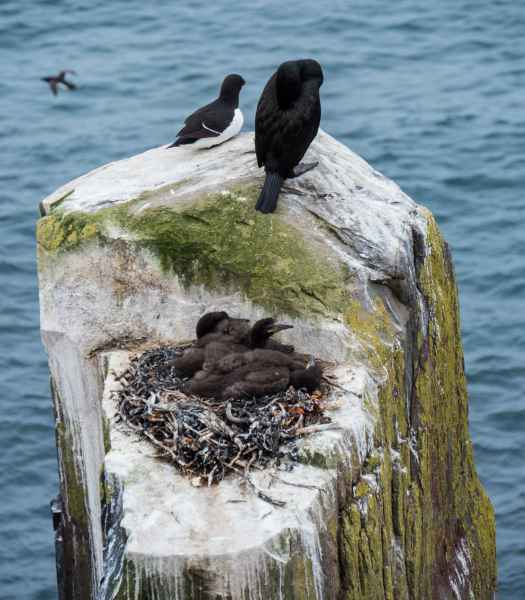 2016 06 11 bps farneislands shag 065 jpg