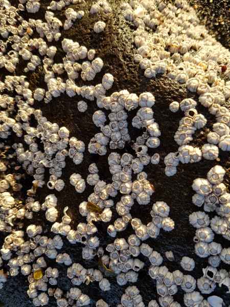 2016 10 24 alftanes iceland 2016 121 jpg